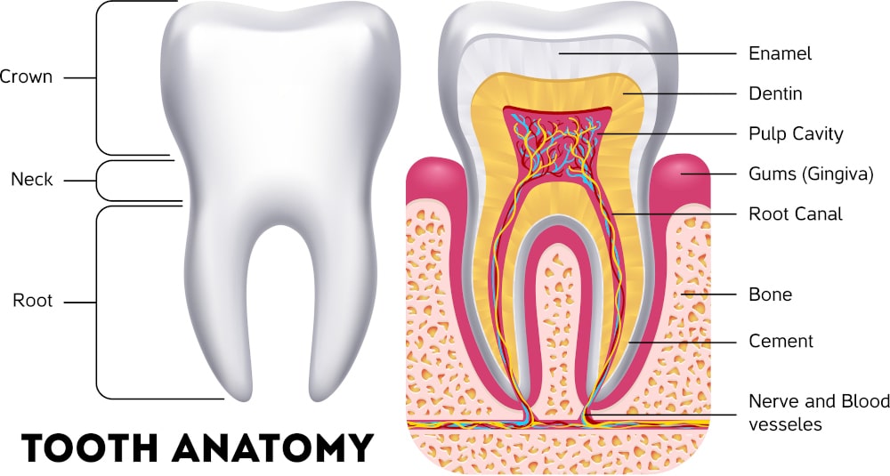 Daily habits to strengthen tooth enamel and prevent decay